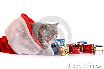 Kitten plays on a white background Stock Photo