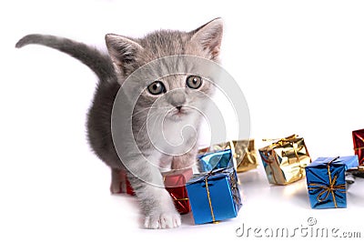 Kitten plays on a white background Stock Photo