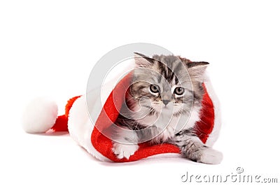 Kitten plays on a white background Stock Photo