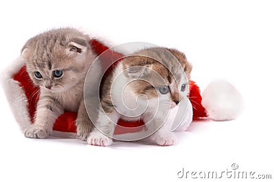 The kitten plays on white background Stock Photo