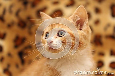 Kitten portrait very nice Stock Photo