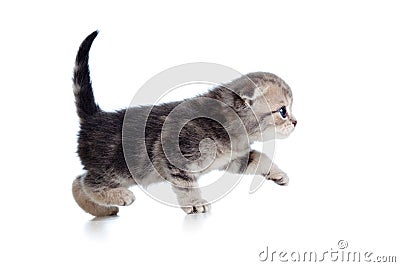 Kitten profile side view Stock Photo