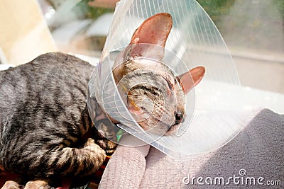 A kitten in a protective collar after surgery to remove a polyp. Cornish Rex sick, sleeping Stock Photo