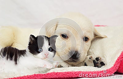 Kitten and puppy together on a fluffy blanket Stock Photo