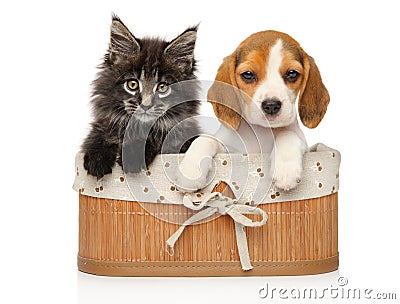 Kitten and puppy together on a white background Stock Photo