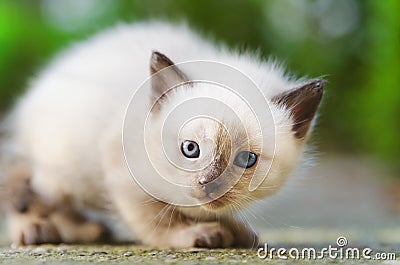 Kitten ready to act Stock Photo