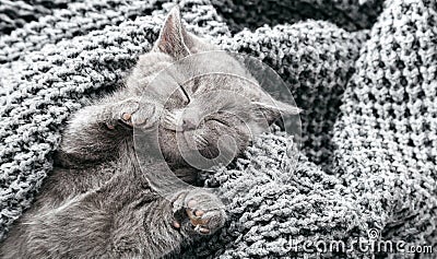 Kitten relaxing. Portrait of beautiful gray kitten relax on soft grey knitted background. Home pet napping. Happy domestic animal Stock Photo