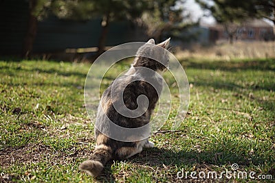 Kitten rest on green grass in a sunny garden, back view Stock Photo