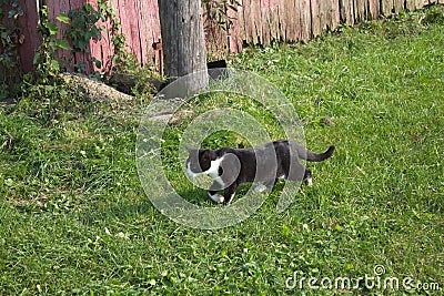 Kitten running in grass Stock Photo