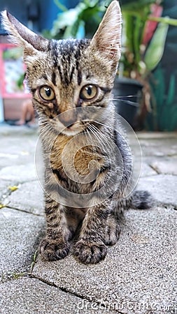 A kitten with sad face sitting on conblock Stock Photo