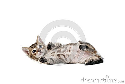 Kitten showing spotty tummy Stock Photo
