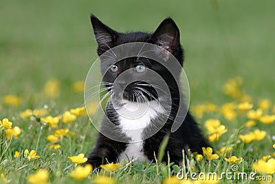 Kitten sitting in Buttercups Stock Photo