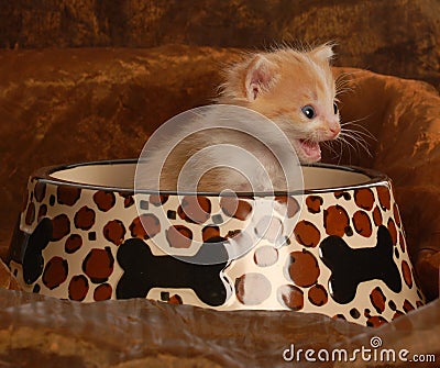 Kitten sitting in food dish Stock Photo