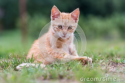 Kitten sitting on the grass. Stock Photo