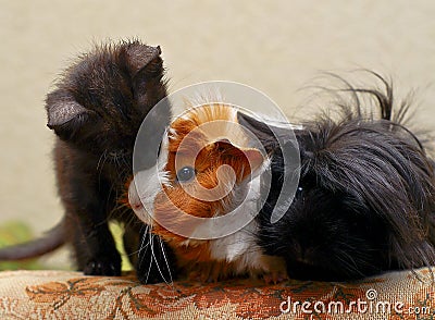 kitten sitting next to two hairy guinea pigs Stock Photo