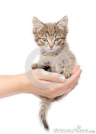 Kitten sitting on a palm. isolated on white background Stock Photo