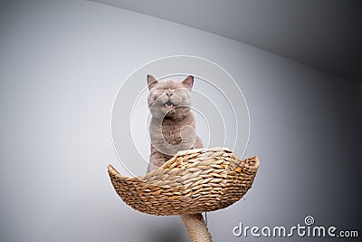 kitten sitting on top of scratching post crying like a baby Stock Photo