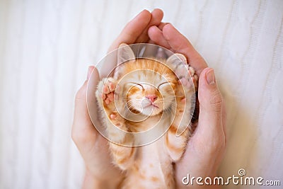 Kitten sleeping in man hands. Cats sleep Stock Photo