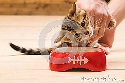 Kitten is taught to eat from a bowl food for cats Stock Photo