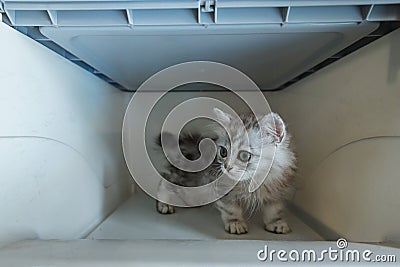 Kitten in transport box Stock Photo