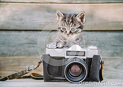 Kitten with vintage photo camera Stock Photo