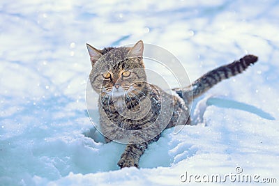 Kitten walks in the deep snow Stock Photo