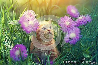 Kitten walks on the floral lawn Stock Photo