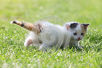 The kitten walks on the grass Stock Photo