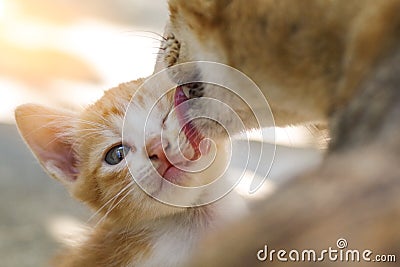 Kitten was washed by mother cat licking, concept for mother love Stock Photo