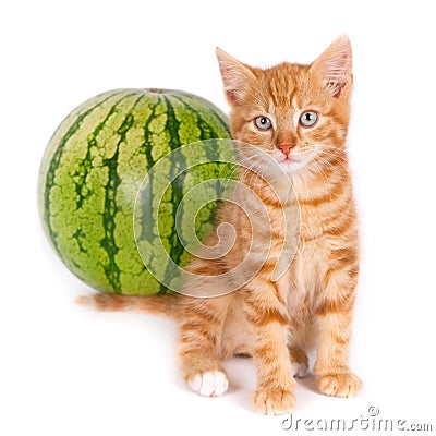 Kitten and watermelon Stock Photo