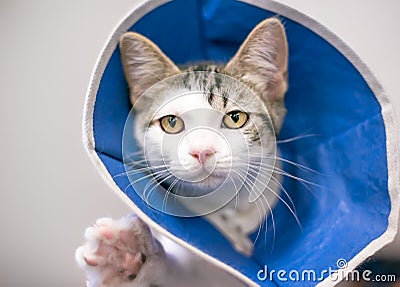 A kitten wearing a protective Elizabethan collar after surgery Stock Photo