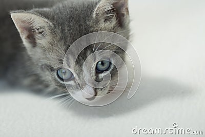 Gray tabby Kitten up close face portrait white background Stock Photo