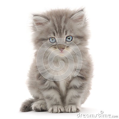 Kitten on a white background Stock Photo