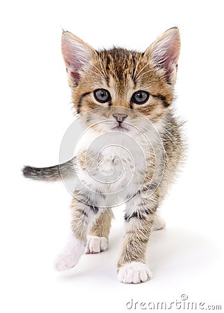 Kitten on white background. Stock Photo