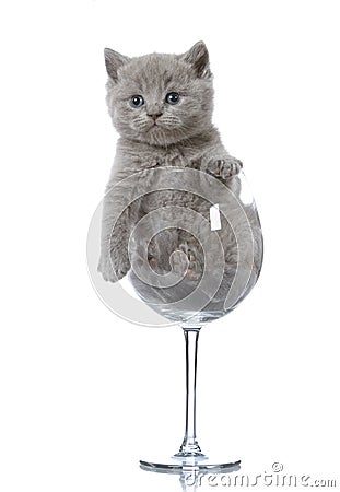 Kitten in a wine glass Stock Photo