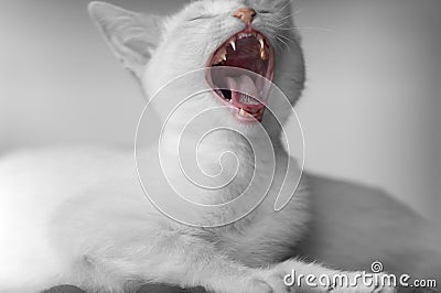 Kitten Yawn Mouth Teeth Duotone Stock Photo