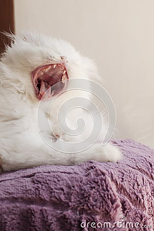 Kitten yawning Stock Photo