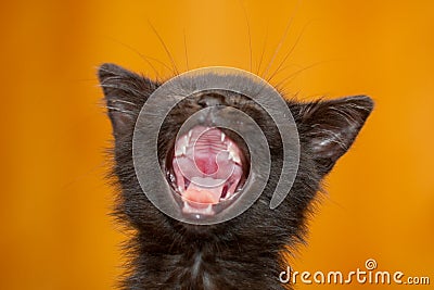 Kitten yawning Stock Photo