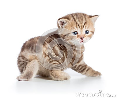 Kitten or young baby cat turned to camera isolated Stock Photo