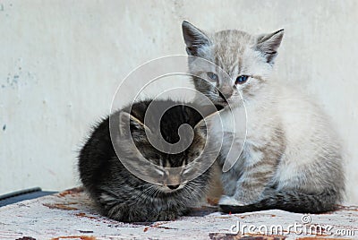 Kittens Stock Photo