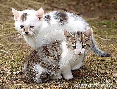 Kittens Stock Photo