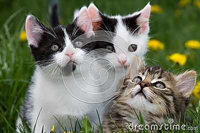 Kittens Stock Photo