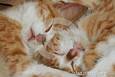 Kittens 2 Stock Photo