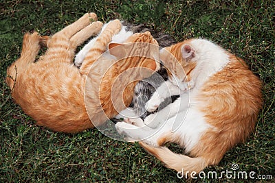 Kittens Stock Photo