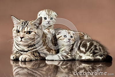 Kittens Stock Photo