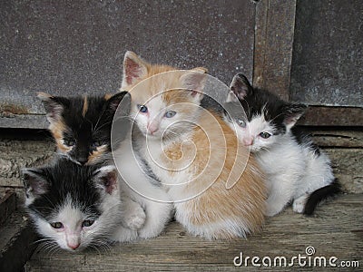 Kittens Stock Photo