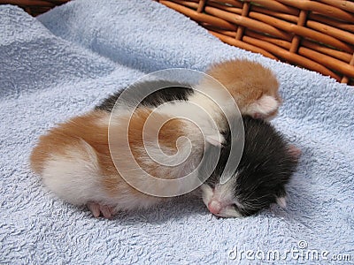 Kittens Stock Photo