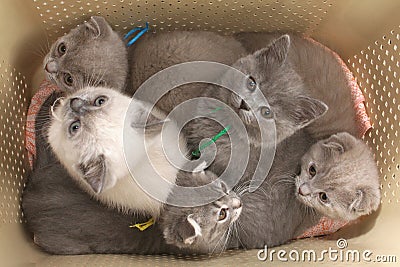 Kittens in a bag for transport to a white background. Stock Photo