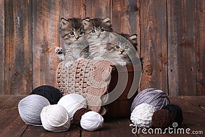 Kittens With Balls of Yarn in Studio Stock Photo