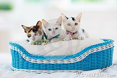 Kittens in basket. Baby cats at home. Little cat Stock Photo